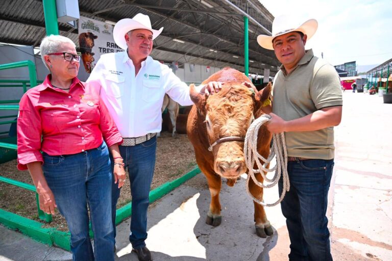 FENAPO exhibe lo mejor del ganado Limousin Nacional