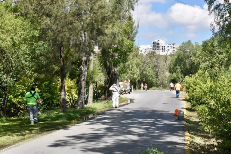 Gobierno de la Capital realiza labores de limpieza y mantenimiento en el tradicional Camino a la Presa