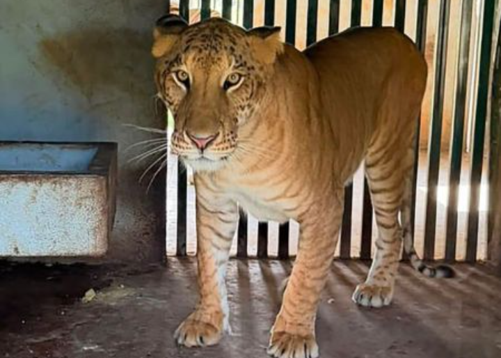 El ligre hallado en Tamaulipas: un híbrido que no existe en la naturaleza