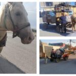 Soledad de Graciano Sánchez refuerza acciones de protección animal con inspección en zonas limítrofes