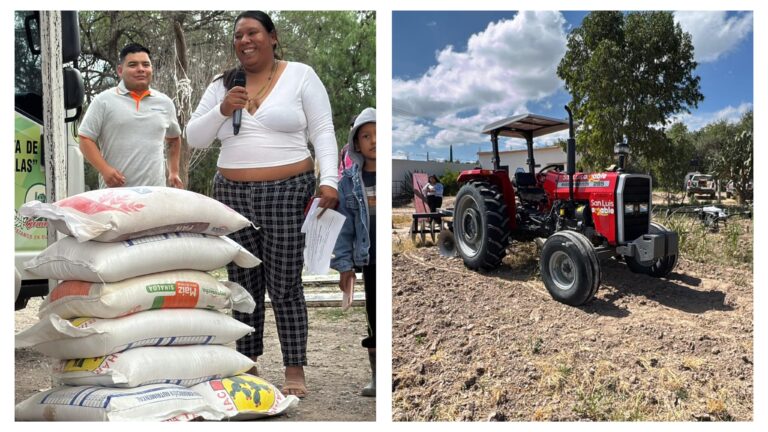 Continúa Grano con Garantía: llega maíz molido para el ganado de 37 familias del campo capitalino