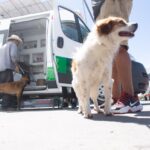 Ambulancia para mascotas en Soledad brindó más 9 mil atención gratuitas a perros y gatos