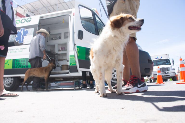 Ambulancia para mascotas en Soledad brindó más 9 mil atención gratuitas a perros y gatos