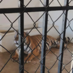 Rescatan a dos tigres de bengala en un domicilio de Sinaloa; lugar no cuenta con permiso de posesión emitido por Semarnat