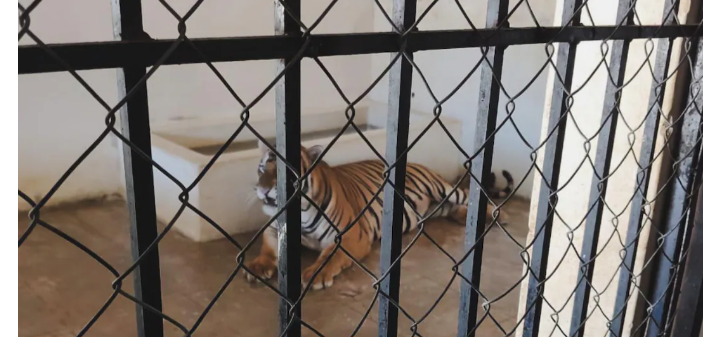 Rescatan a dos tigres de bengala en un domicilio de Sinaloa; lugar no cuenta con permiso de posesión emitido por Semarnat