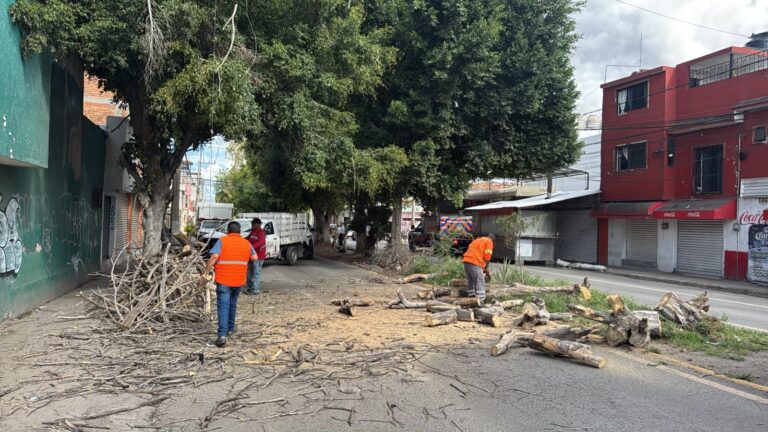 Gobierno Municipal actúa de inmediato para retirar árboles caídos y reactivar circulación en Prolongación Muñoz