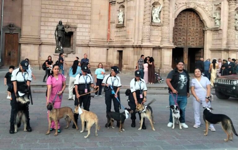 Gobierno de la Capital impulsa más acciones favor de perros y gatos