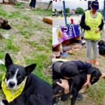 Gobierno municipal brinda más de 170 atenciones Bienestar Animal en una semana