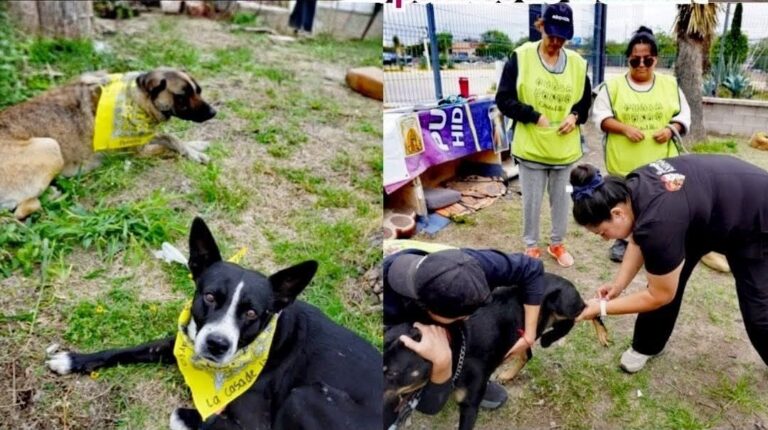 Gobierno municipal brinda más de 170 atenciones Bienestar Animal en una semana
