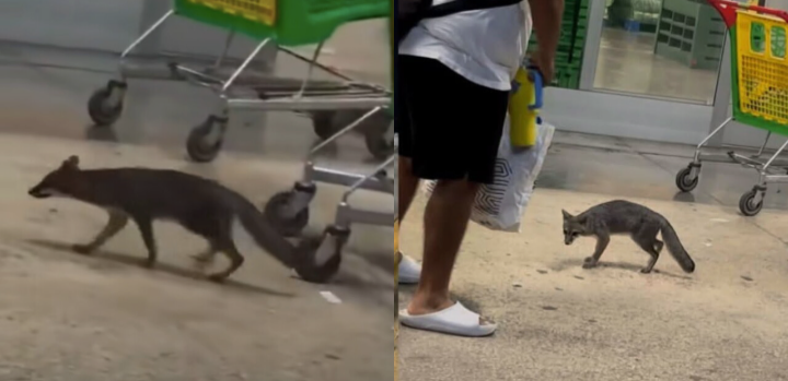 Aplican eutanasia a la zorra gris con rabia que rasguñó a una niña en Cancún