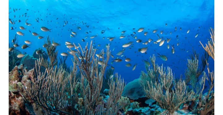 Cae 60% la fauna marina en el Golfo de México, tras derrame petrolero de 2010